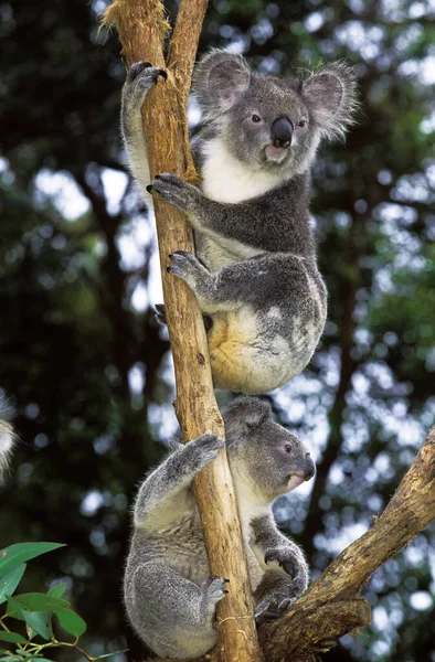 Koala Phascolarctos Cinereus Adule Stojące Gałęzi — Zdjęcie stockowe