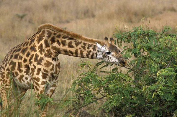 Masai Giraffe Girafa Camelopardalis Tippelskirchi Adulto Comendo Folhas Acácia Masai — Fotografia de Stock