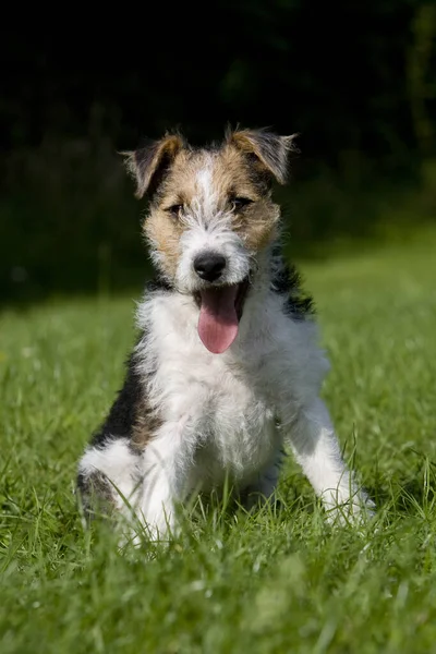 Lis Terrier Drucianymi Włosami Szczeniak Siedzący Trawie — Zdjęcie stockowe
