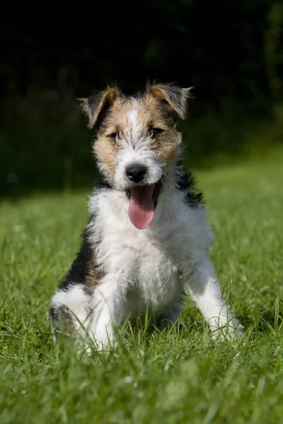 Tel Saçlı Tilki Teriyeri Çimenlerde Oturan Yavru Köpek — Stok fotoğraf