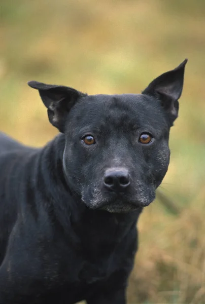 American Staffordshire Terrier Gammal Standard Med Skurna Öron — Stockfoto