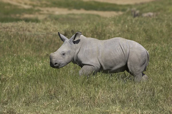 Biały Nosorożec Ceratotherium Simum Nakuru Park Kenii — Zdjęcie stockowe