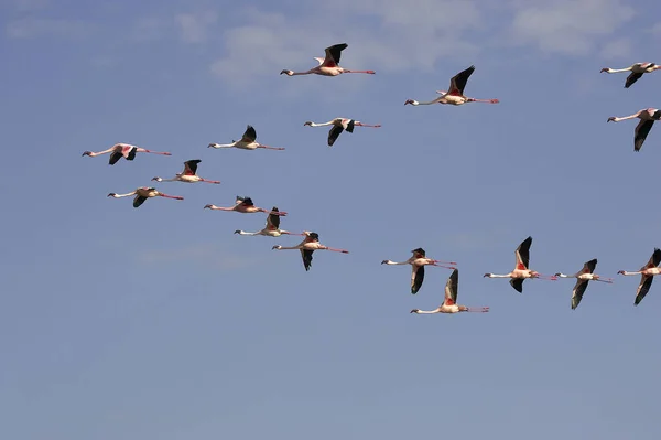 Mniejszy Flamingo Phoenicopterus Minor Nad Jeziorem Nakuru Kenii — Zdjęcie stockowe