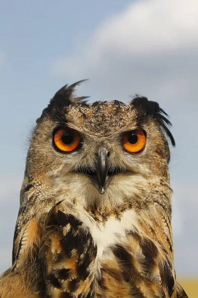 Eagle Owl Asio Otus Portrét Dospělého — Stock fotografie