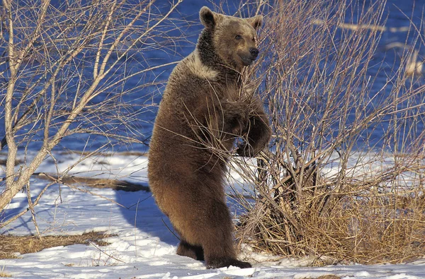 Медвежонок Гризли Ursus Arctos Horribilis Стоит Хинд Ногс Аляска — стоковое фото