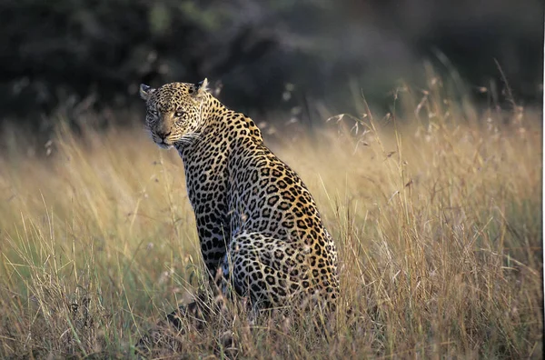 Леопард Panthera Pardus Женщина Парк Накуру Кении — стоковое фото