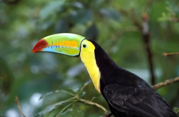 Keel Faturado Tucano Sulfurato Ramphastos Costa Rica — Fotografia de Stock