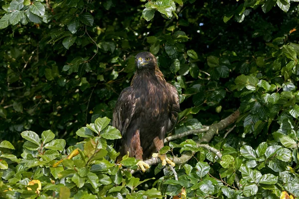 Águia Dourada Aquila Chrysaetos — Fotografia de Stock