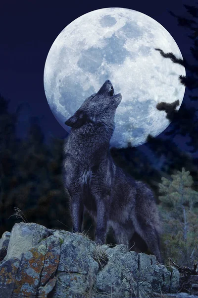 European Wolf Canis Lupus Adult Baying Moon — стокове фото