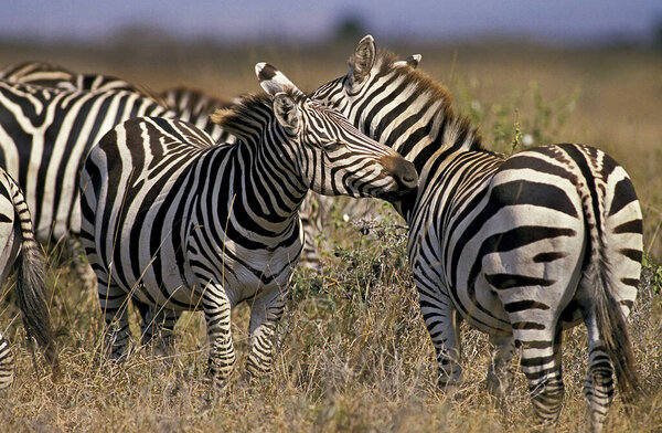 Burchell's Zebra, equus burchelli, Grooming Behaviour, Masai Mara Park in Kenya