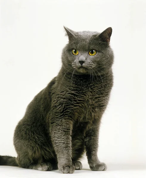 Chartreux Inhemsk Katt Sittande Mot Vit Bakgrund — Stockfoto