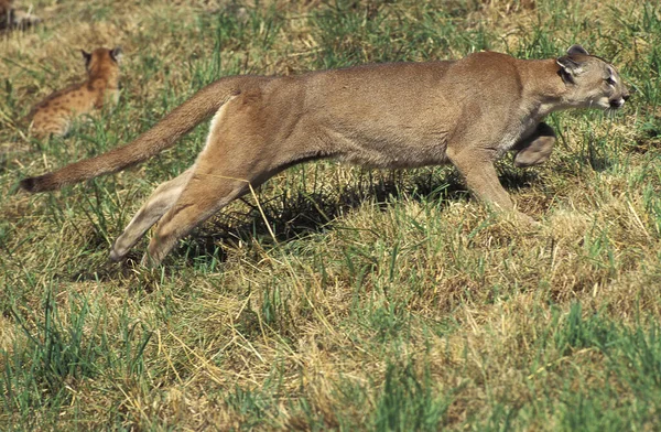 Puma Puma Concolor Madre Cachorro —  Fotos de Stock