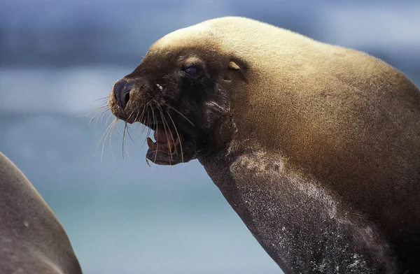 Australian Sea Lion Neophoca Cinerea Retrato Masculino Austrália — Fotografia de Stock