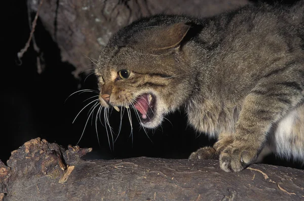 Europäische Wildkatze Felis Silvestris Adult Snarling — Stockfoto