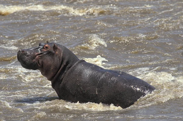 Hipopótamo Anfibio Hipopótamo Adulto Pie Río Masai Mara Park Kenia — Foto de Stock