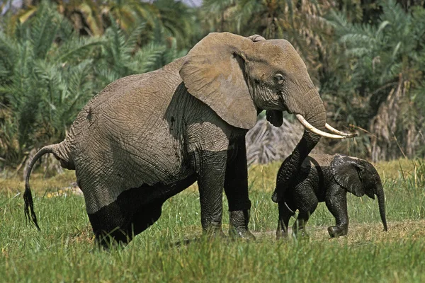 African Elephant Loxodonta Africana Mother Calf Emerging Swamp Masai Mara — Stock Photo, Image