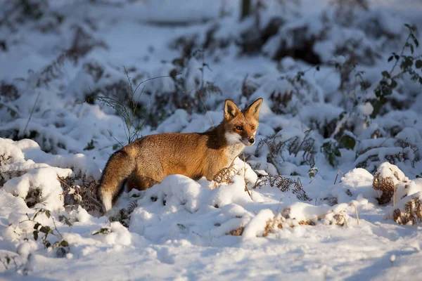 Red Fox Sępy Sępy Dorosły Stojący Śniegu Normandia — Zdjęcie stockowe