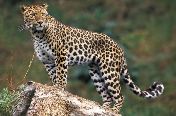 Leopard Panthera Pardus Přírodní Zázemí — Stock fotografie