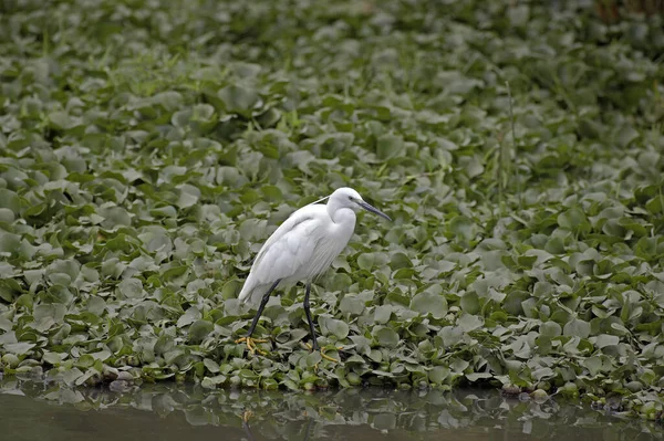 中間挨拶 エグレッタ ガルゼッタ マサイ マラ公園 ケニア — ストック写真