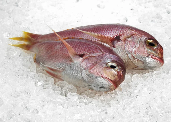 Red Sea Bream Pagellus Bogaraveo Fresh Fishes Ice — Stock Photo, Image