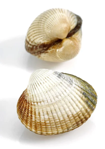 Common Cockle, cerastoderma edule, Fresh Shells against White Background