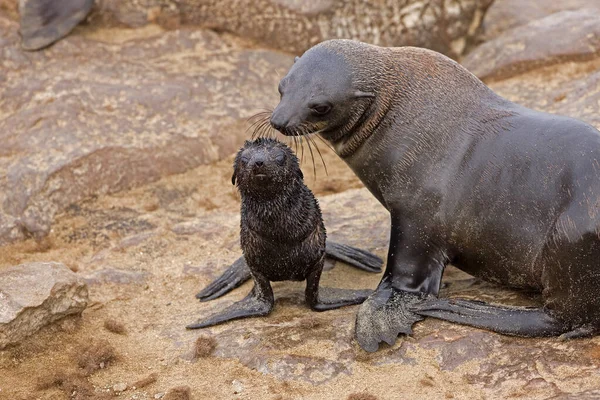 南非Fur Seal Arctohead Pusillus Female Pup Cape Cross Namibia — 图库照片
