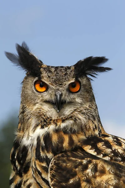 European Eagle Uil Asio Otus Portret Van Een Volwassene — Stockfoto