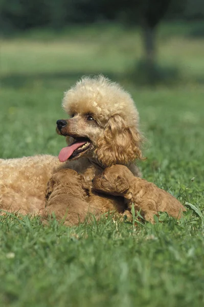 Apricot Standard Poodle Mothert Filhote Cachorro Deitado Grama — Fotografia de Stock