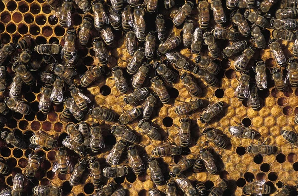 Pszczoła Miodna Małpa Mellifera — Zdjęcie stockowe