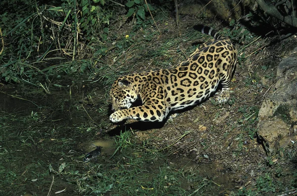 Jaguar Panthera Onca Adult Fishing — Stock Photo, Image