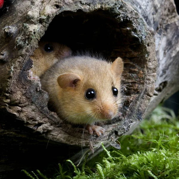 Common Dormouse Muscardinus Avellanarius Standing Nest Entrance Normandy — Zdjęcie stockowe