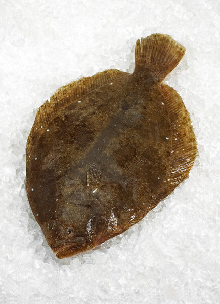 Brill, scophthalmus rhombus,  Fresh Fish on Ice  