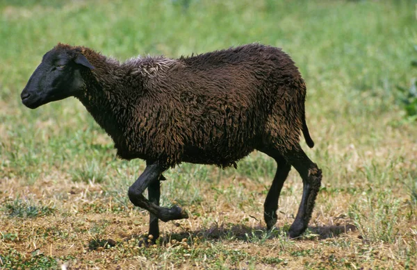 Karakul Ovelhas Domésticas Raça Produzindo Astrakan — Fotografia de Stock