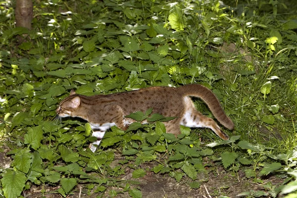 Gato Manchado Oxidado Prionailurus Rubiginosus — Foto de Stock