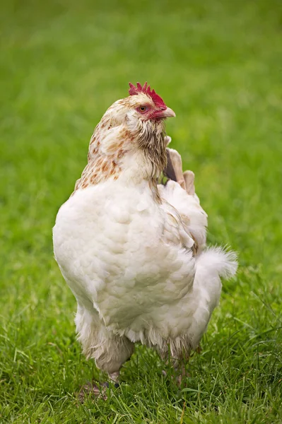 Faverolle Domestic Chicken Uma Raça Francesa Galinha Grama — Fotografia de Stock
