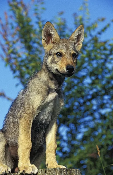 Loup Européen Canis Lupus Louveteau Assis — Photo