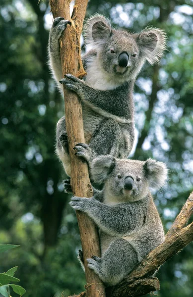 Koala Phascolarctos Cinereus Dorośli Stojący Oddziale — Zdjęcie stockowe