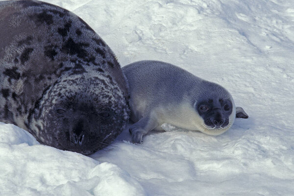Hooded Seal,  cystophora cristata, Mother and Pup laying on Ice floe, Magdalena Island in Canada  