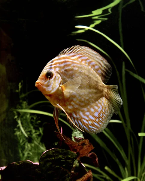 Turquoise Discus Symphysodon Aequifasciatus — 스톡 사진