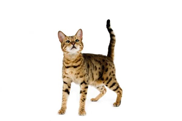 Brown Spotted Tabby Bengal Inhemsk Katt Stående Mot Vit Bakgrund — Stockfoto
