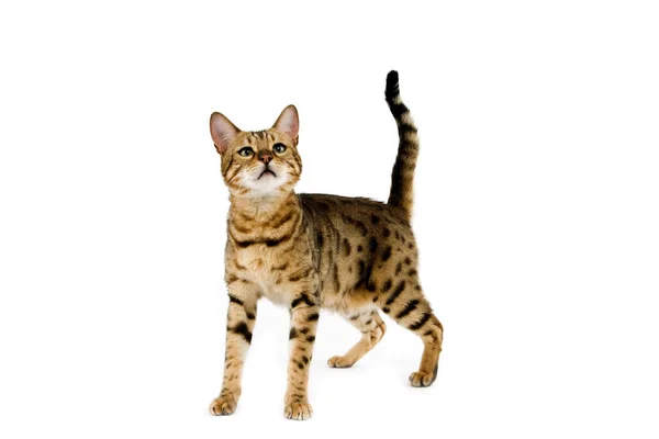 Brown Spotted Tabby Bengal Domestic Cat Standing White Background — Stock Photo, Image