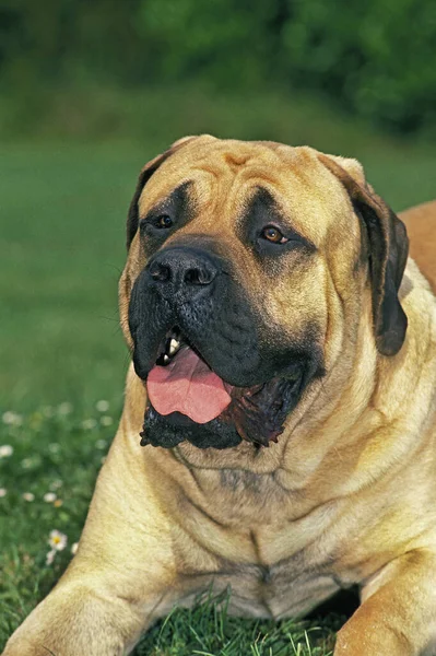 Mastiff Dog Portrét Dospělého — Stock fotografie