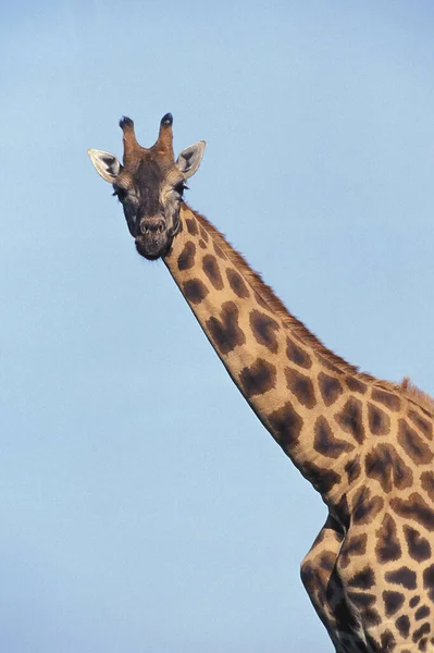 Żyrafa Rothschilda Żyrafa Camelopardalis Rothschildi — Zdjęcie stockowe