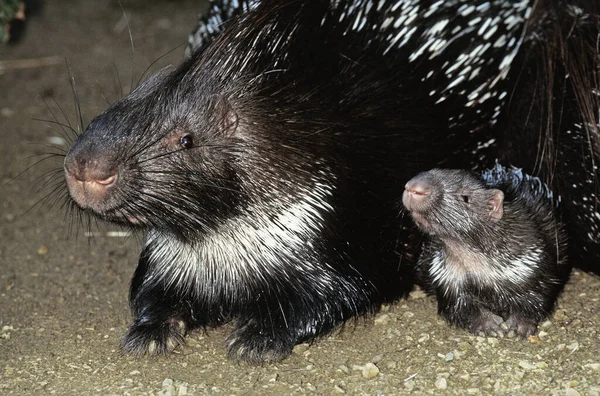 Haubenstachelschwein Hystrix Cristata Mutter Und Junges — Stockfoto