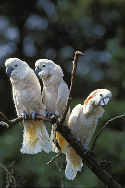 Cockatoo Lososovým Chocholem Nebo Molukánské Kakadu Kacatua Moluccensis — Stock fotografie