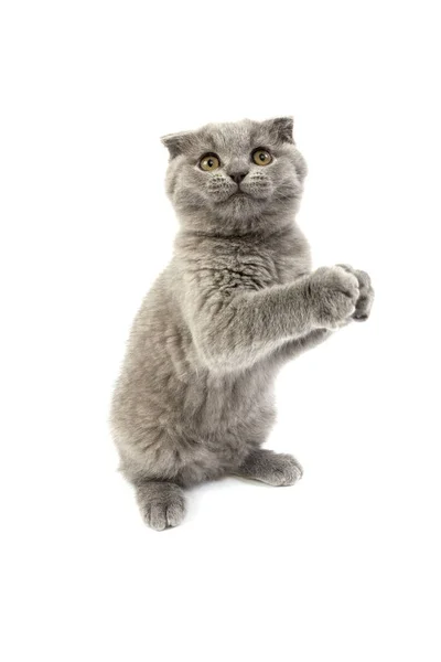 Blue Scottish Fold Hauskatze Monate Altes Kätzchen Auf Hinterbeinen Stehend — Stockfoto