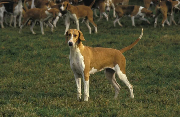 Cão Poitevin Fundo Natural — Fotografia de Stock