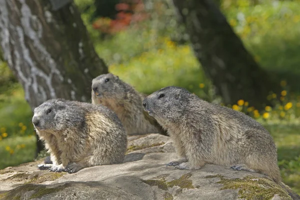 Alpine Marmot, marmota marmota, Kayaların Üzerinde Yetişkinler, Fransa  