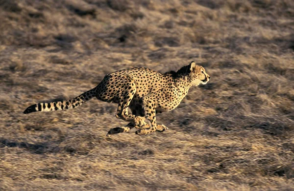 Cheetah Acinonyx Jubatus Adult Running Masai Mara Park Kenya — 스톡 사진