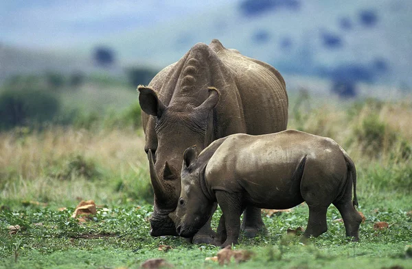 Bílý Nosorožec Ceratotherium Simum Matka Tele Jihoafrická Republika — Stock fotografie